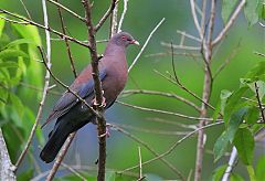 Red-billed Pigeon